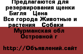 Предлагаются для резервирования щенки Бигля › Цена ­ 40 000 - Все города Животные и растения » Собаки   . Мурманская обл.,Островной г.